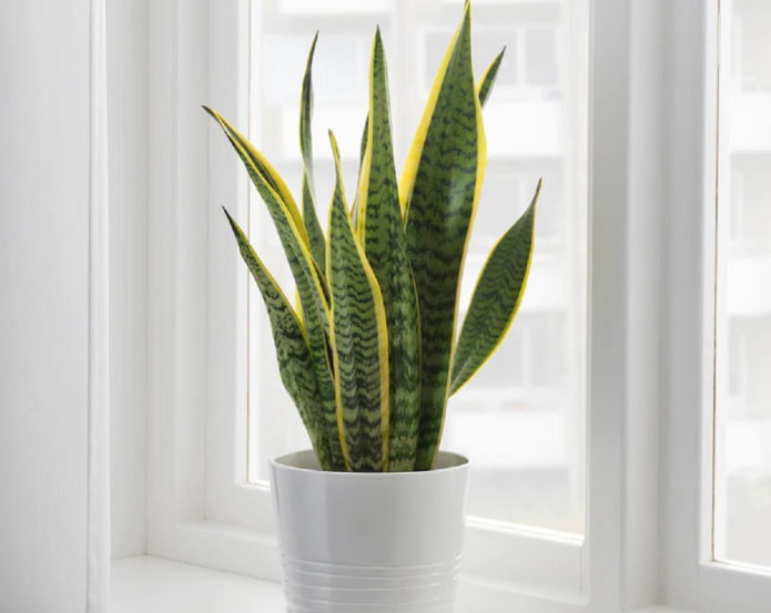 cosa c'è di pericoloso nella sansevieria