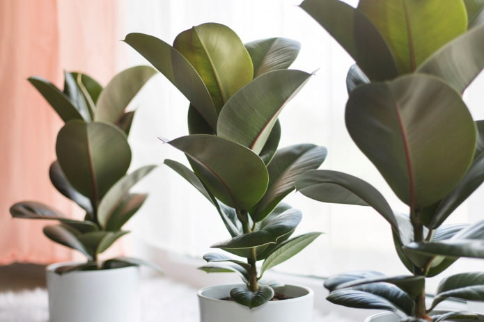 il ficus contiene veleno