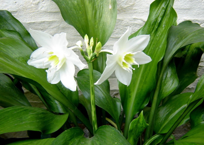 allergia all'eucharis