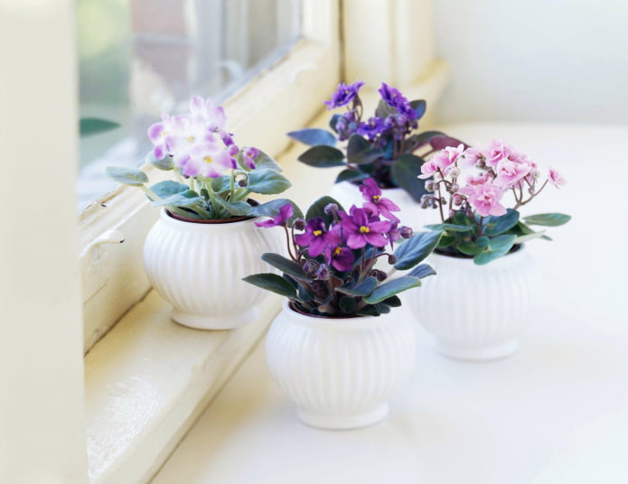 allergia alle violette