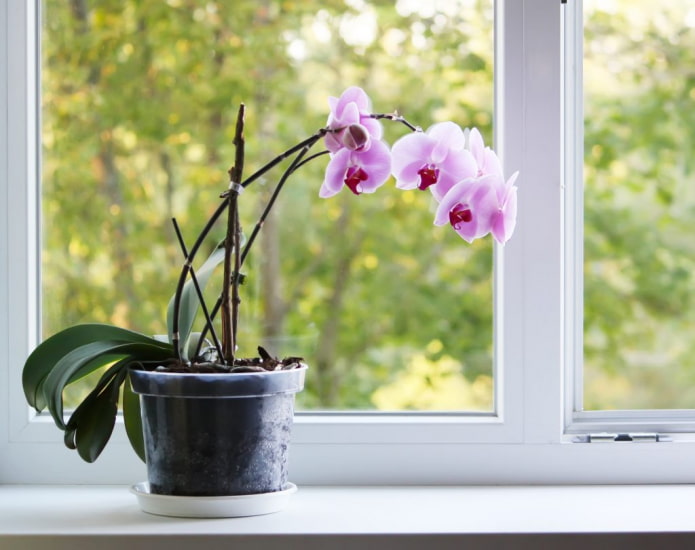 cosa c'è di pericoloso nelle orchidee