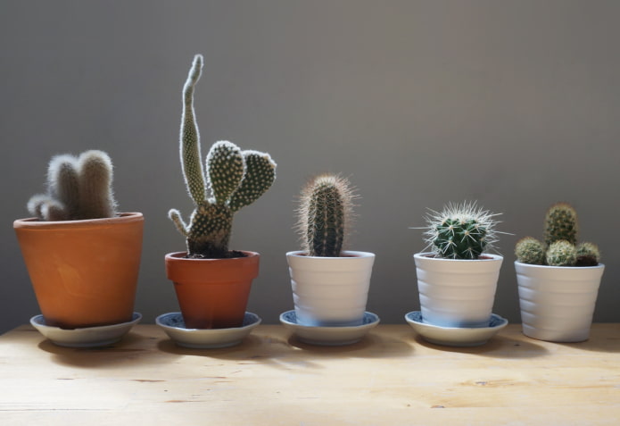 si possono tenere i cactus in casa