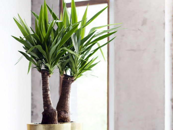 yucca in casa secondo il Feng Shui