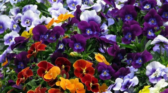 Viole del pensiero