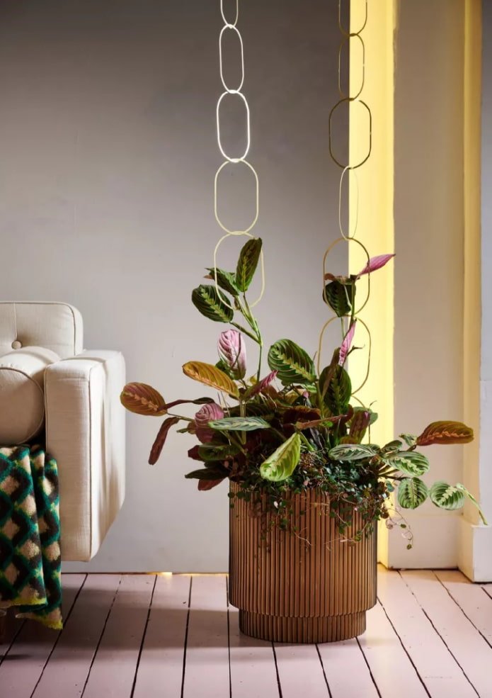 Maranta in interni
