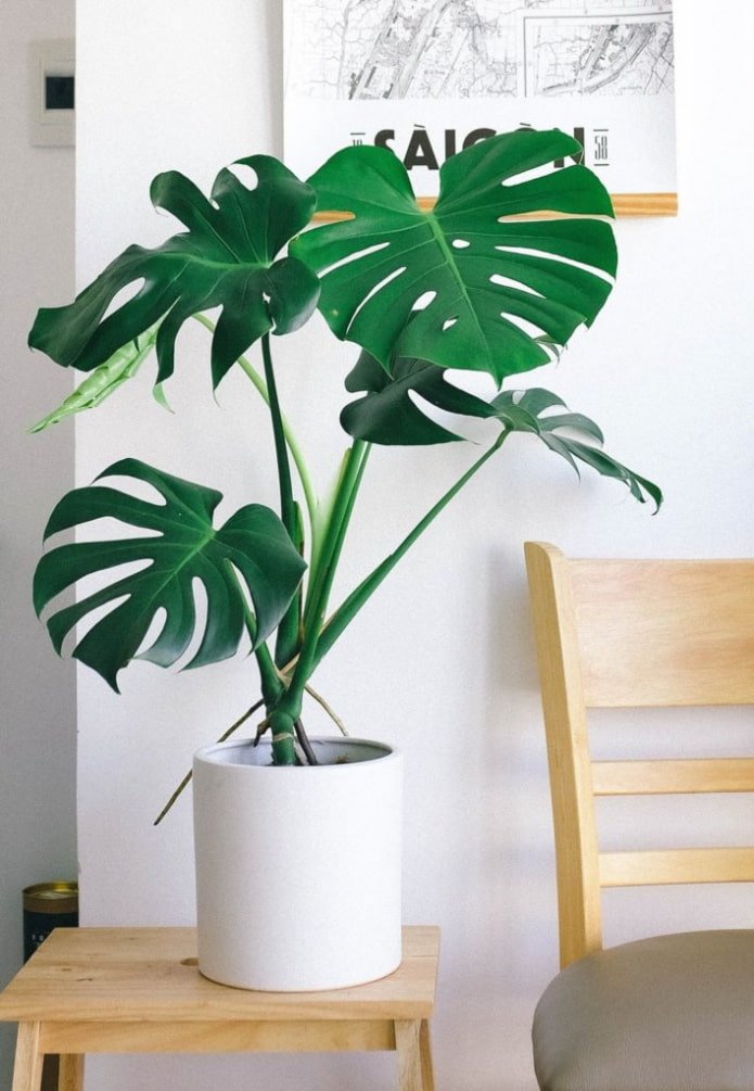 Monstera in soggiorno