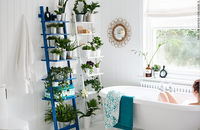 Piante in bagno