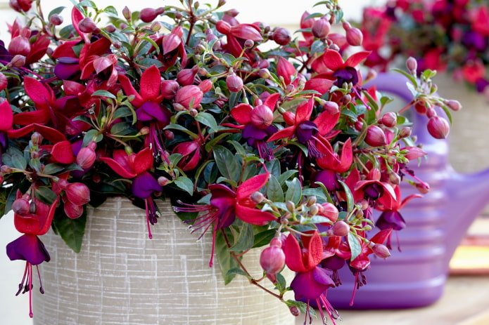 Fucsia