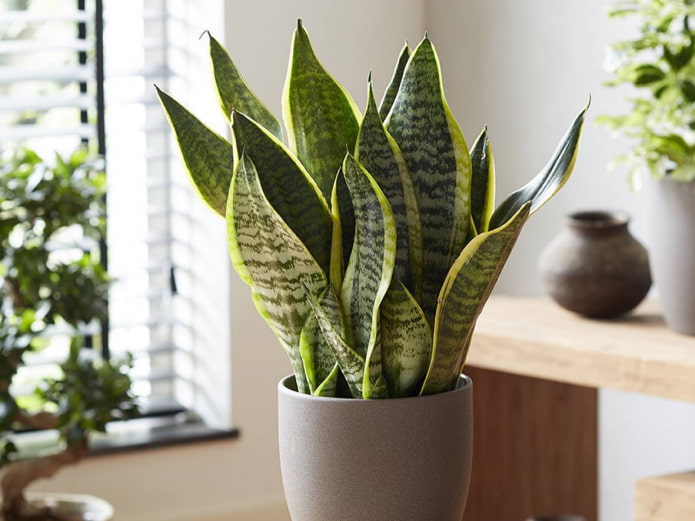 sansevieria per il bagno