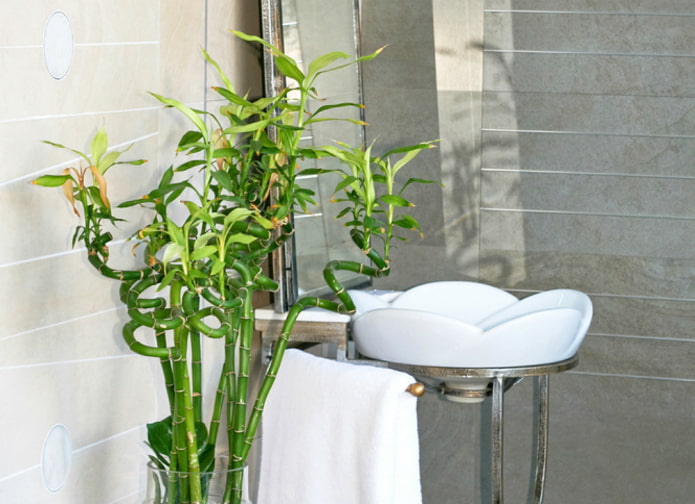bambù decorativo per interni