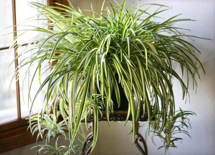 Chlorophytum in bagno