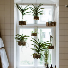 Piante per il bagno-4