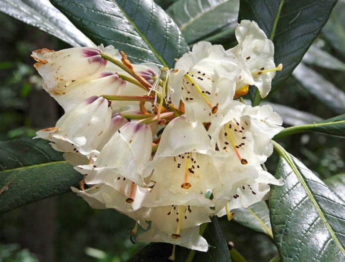 Rododendro gigante