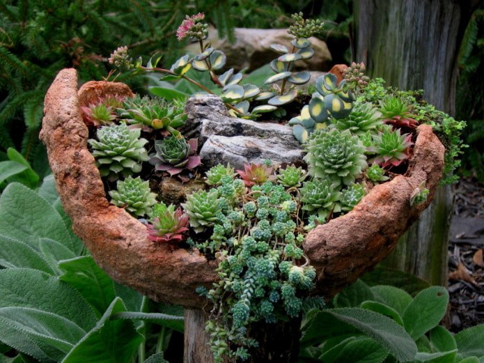 Mini giardino roccioso con succulente
