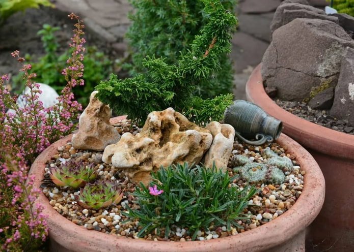 Giardino roccioso in vaso