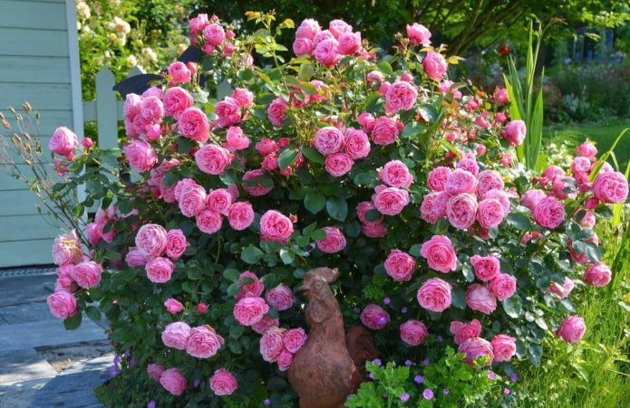 Rosa Leonardo da Vinci