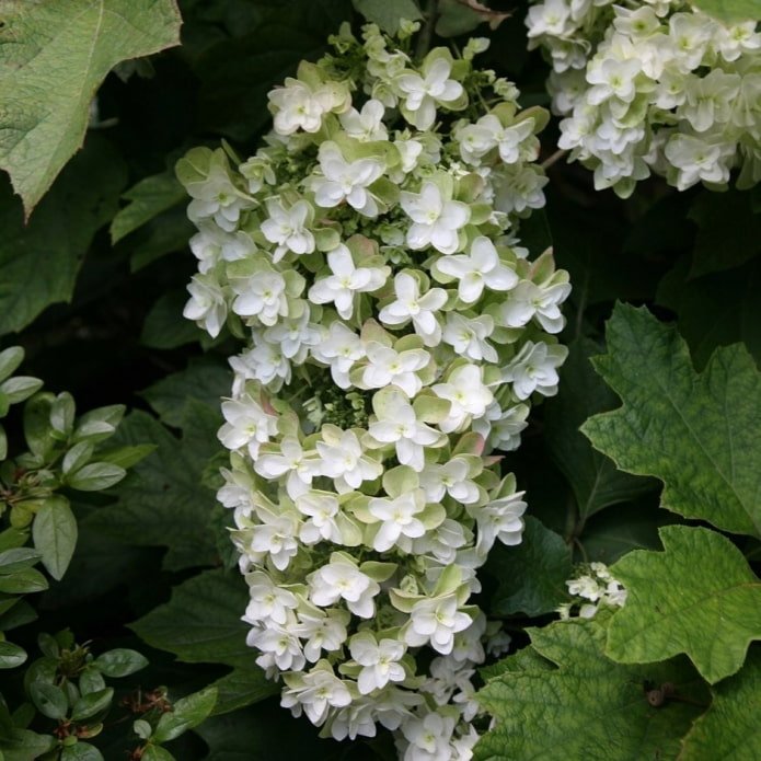 ortensia bianca