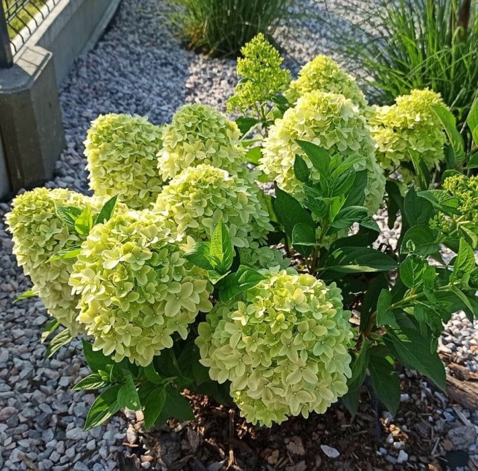 piccola ortensia