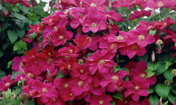 fiori di clematide