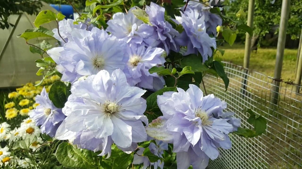fiori di clematide bianchi e lilla