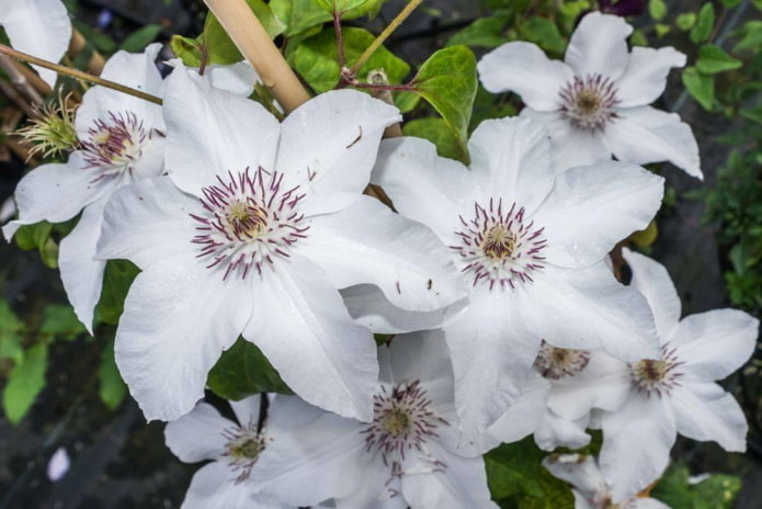 petali bianchi