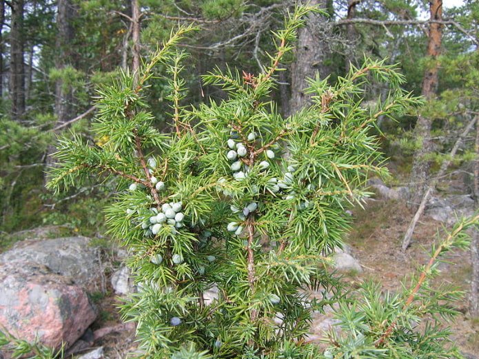 Erica