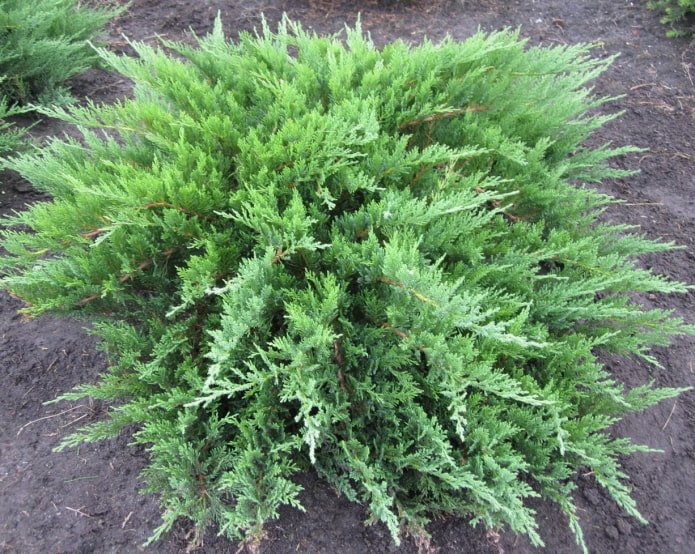 Ginepro cosacco