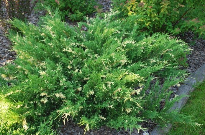 Variegata