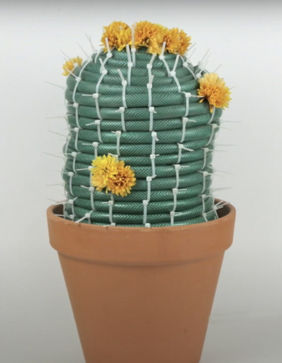 cactus da un tubo