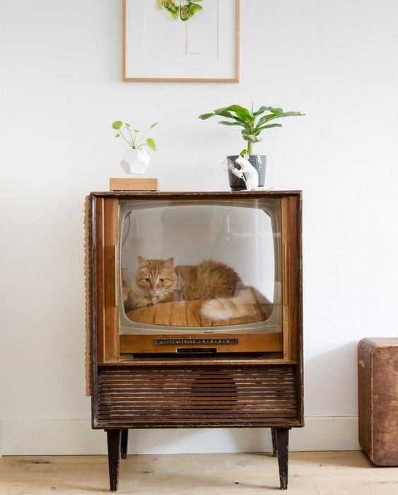 Gatto in TV