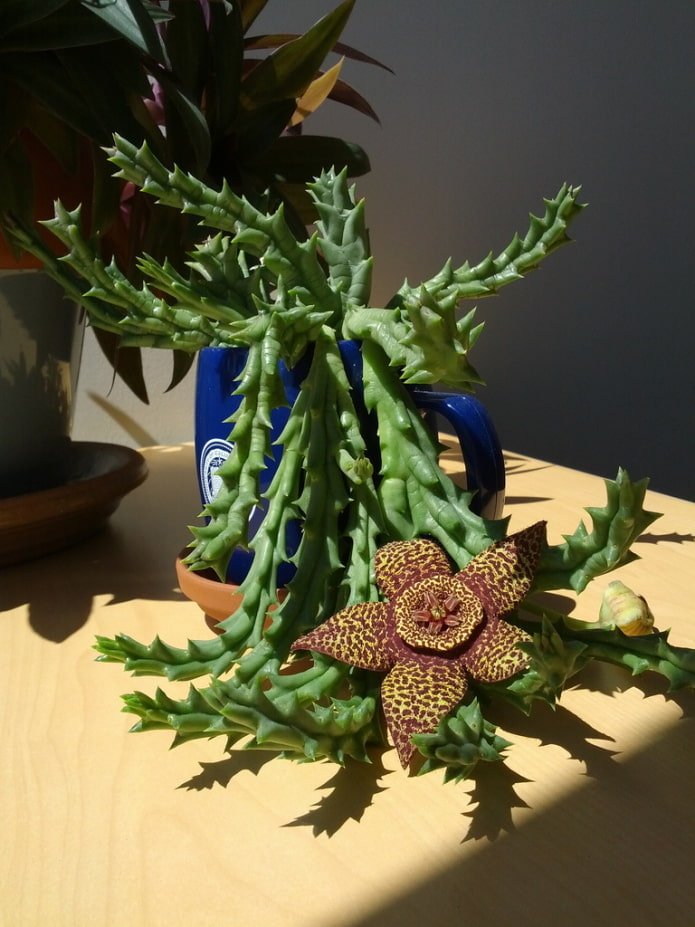 stapelia in fioritura