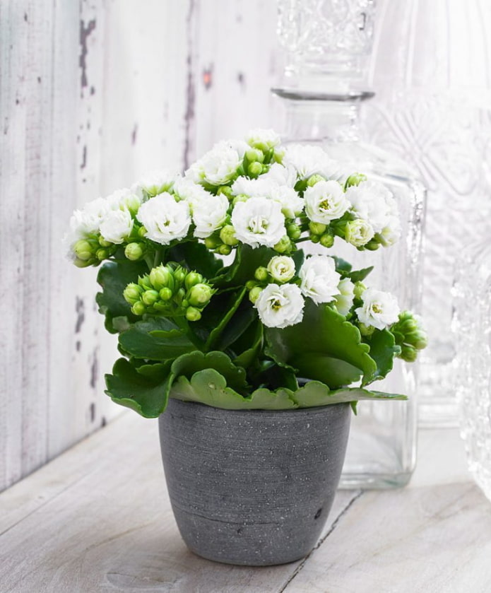 Kalanchoe fiorita