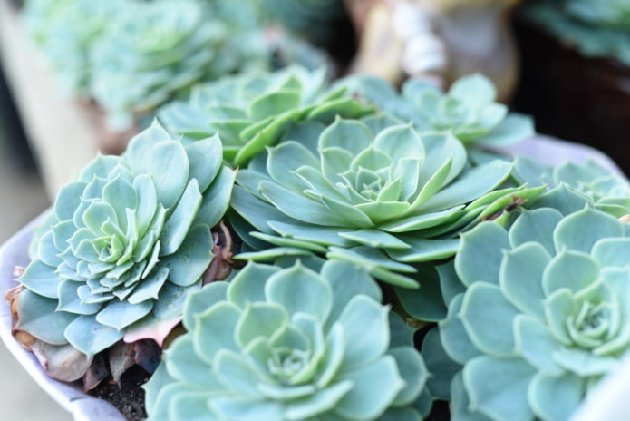 echeveria in vaso