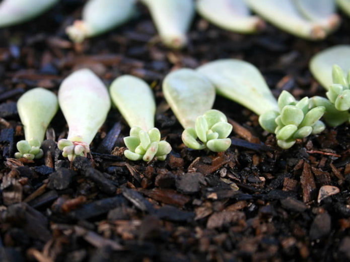 Propagazione dell'Echeveria