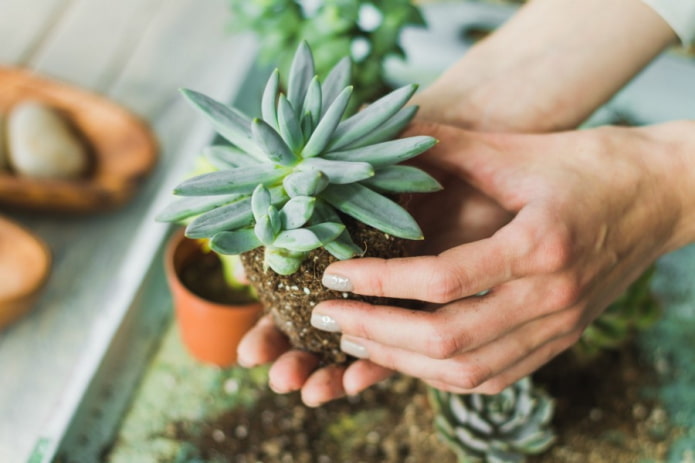 ripiantare una succulenta