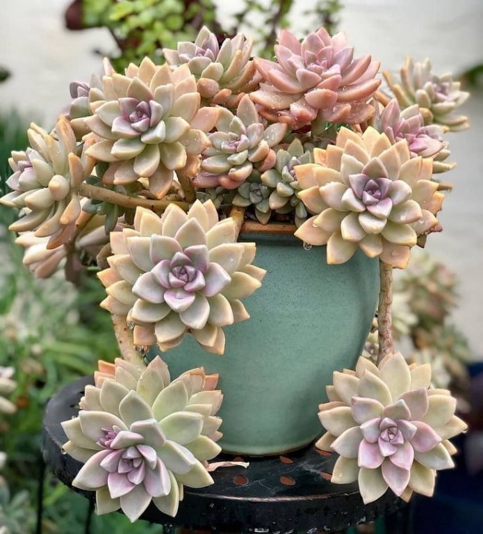 succulente in vaso