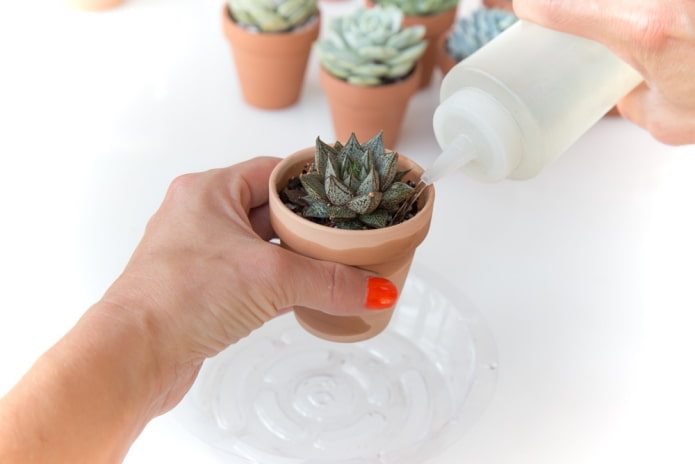 annaffiare le succulente