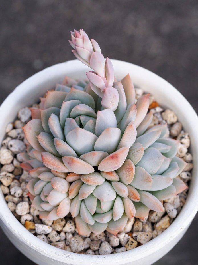 succulenta in vaso
