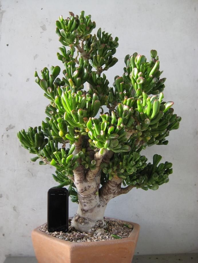 crassula hobbit adulta