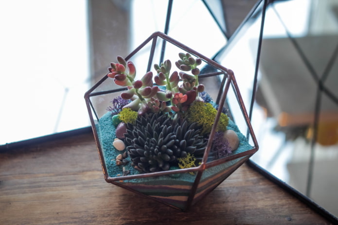 florarium di piante grasse