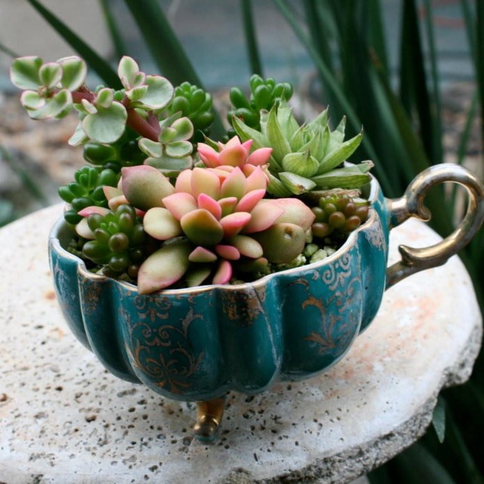 succulente in una tazza