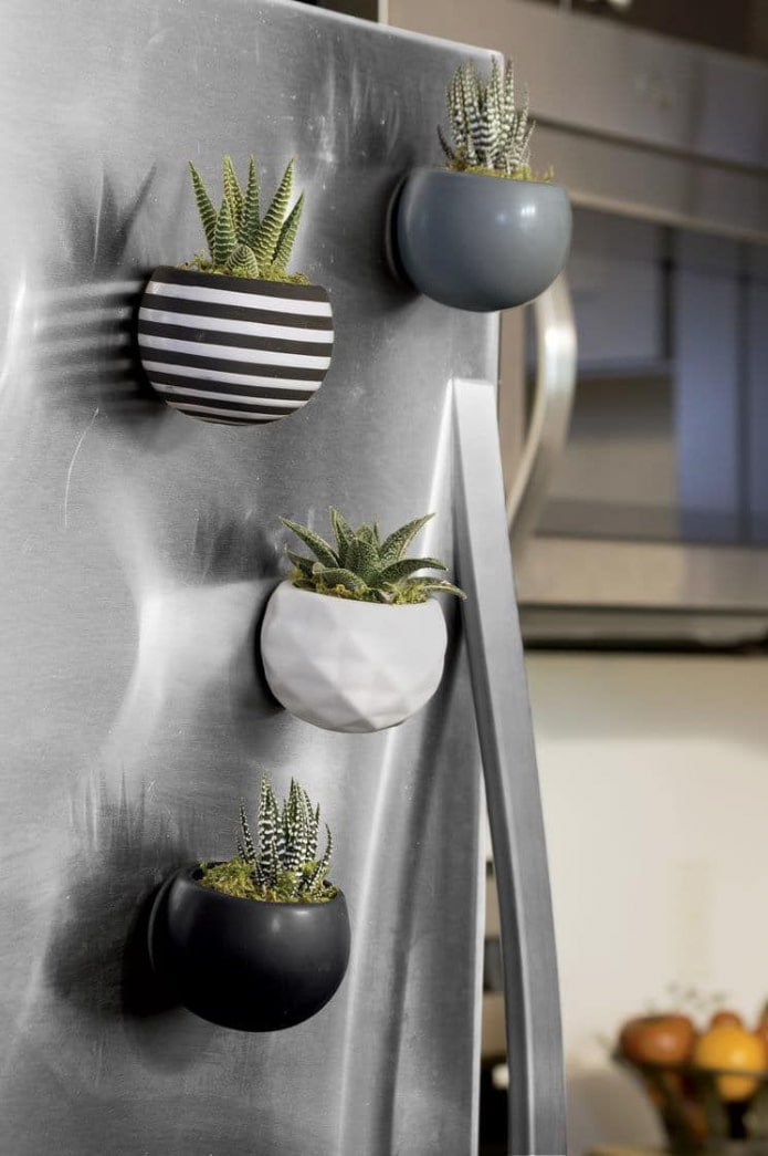 succulente sul frigorifero