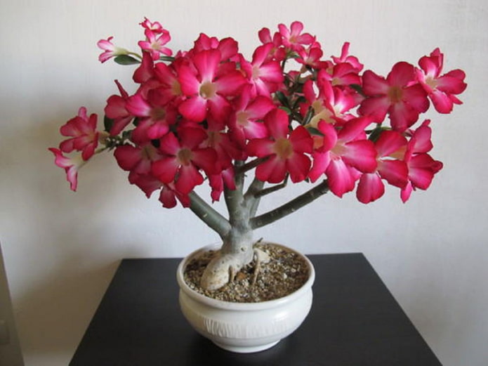 adenium fiorito