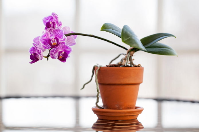 Orchidea per l'ombra