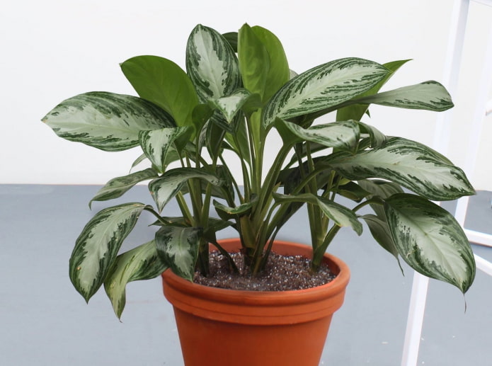 come coltivare l'aglaonema