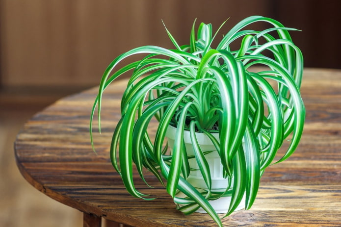 chlorophytum per la casa