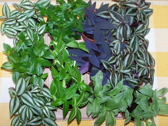 specie di Tradescantia