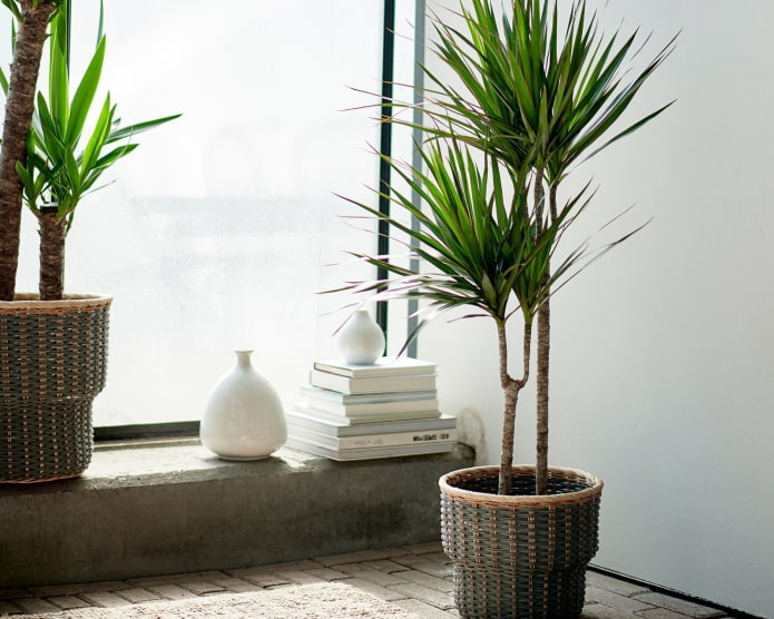 dracaena all'interno