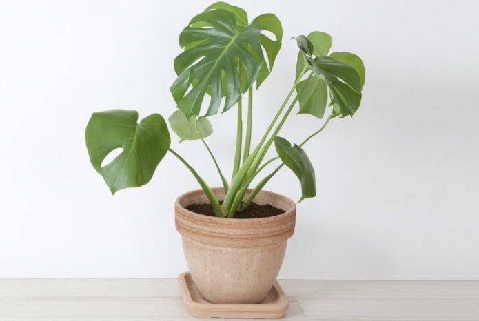 dove posizionare una monstera