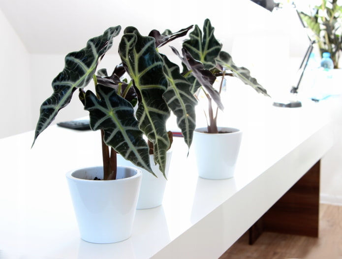 alocasia in vaso